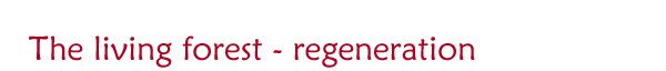 The Living Forest - regeneration The Living Forest - regeneration